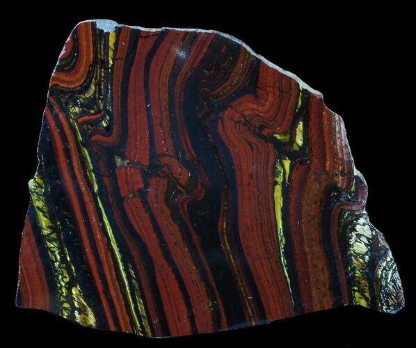 Polished Tiger Iron Stromatolite - ( Billion Years) #65335